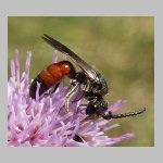Sphecodes ephippius - Blutbiene m04a 10mm.jpg